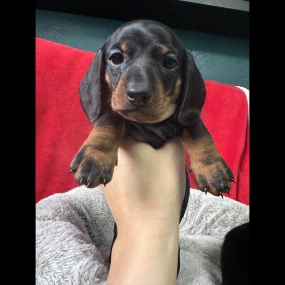 Dachshund (Standard &amp; Miniature) - Both