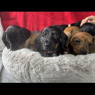 Dachshund (Standard &amp; Miniature) - Both