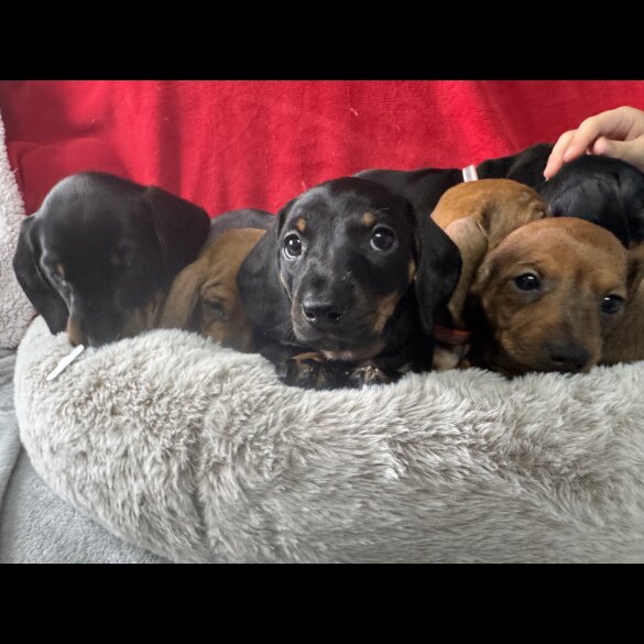 Dachshund (Standard &amp; Miniature) - Both