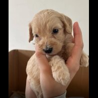 Cockapoo - Both