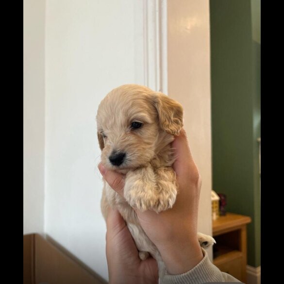Cockapoo - Both