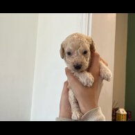 Cockapoo - Both