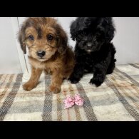 Jackapoo - Both