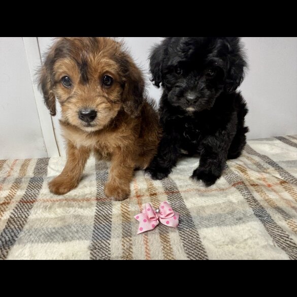 Jackapoo - Both