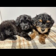 Jackapoo - Both