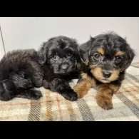 Jackapoo - Both