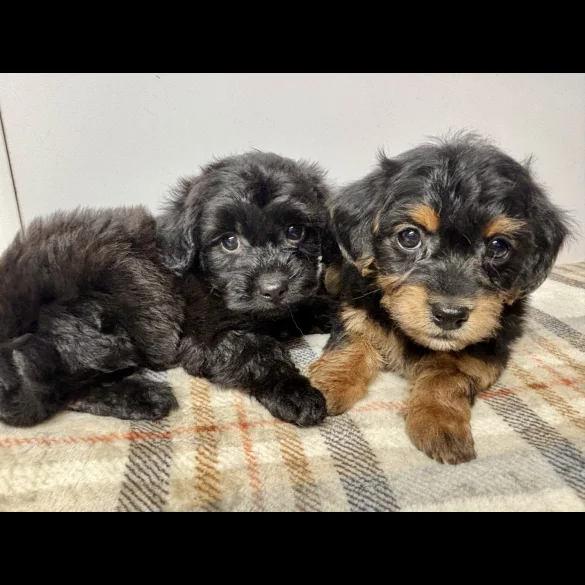 Jackapoo - Both