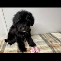 Jackapoo - Both