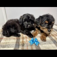 Jackapoo - Both