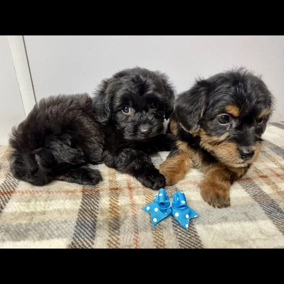Jackapoo - Both