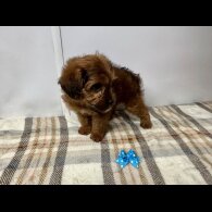 Jackapoo - Both