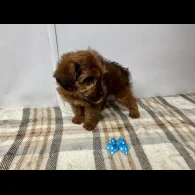 Jackapoo - Both