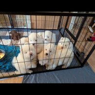 Samoyed - Both