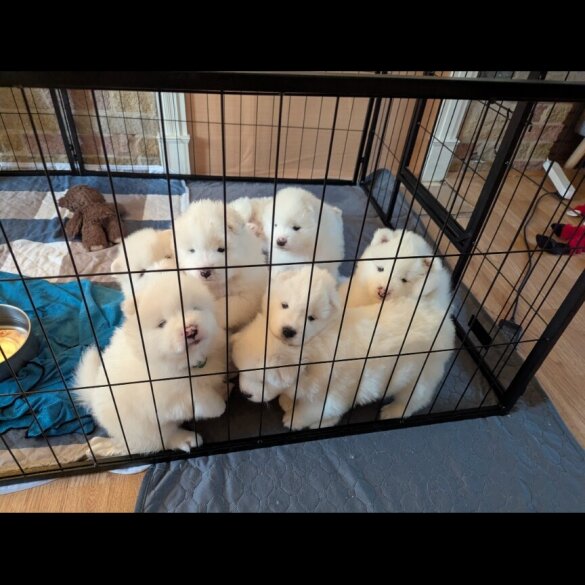 Samoyed - Both