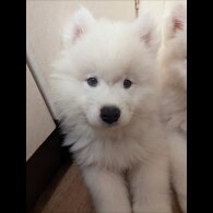 Samoyed - Both