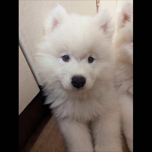 Samoyed - Both