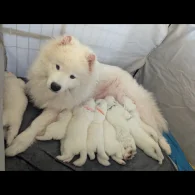 Samoyed - Both