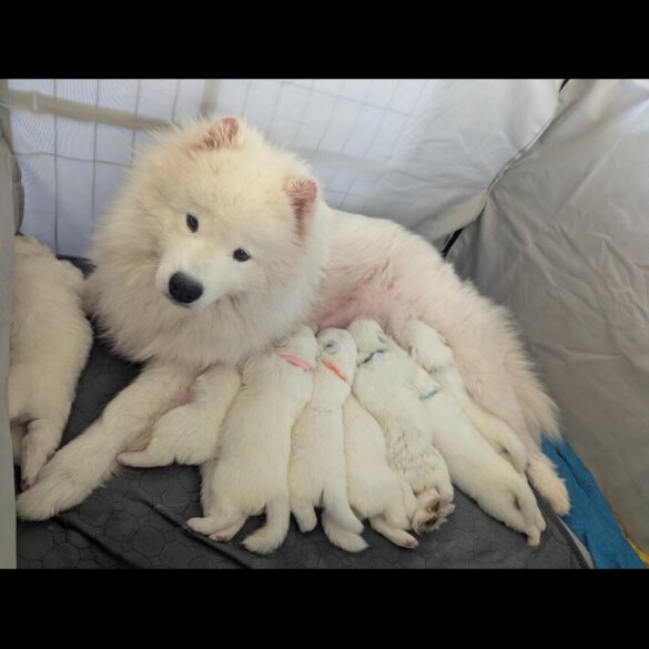 Samoyed - Both