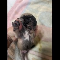 French Bulldog - Both