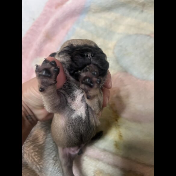 French Bulldog - Both