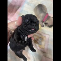 French Bulldog - Both