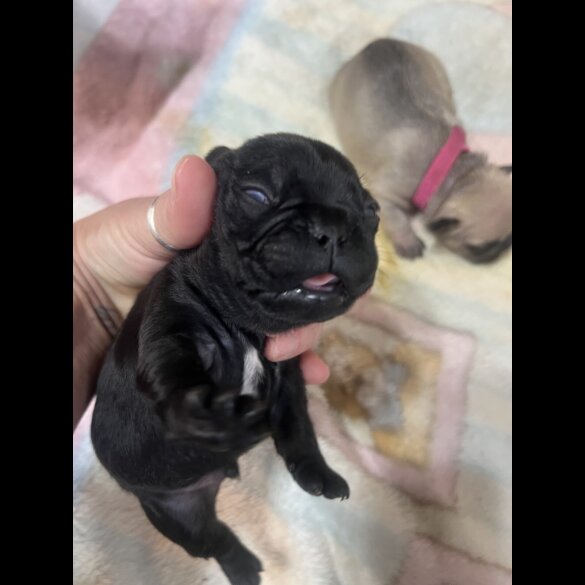 French Bulldog - Both