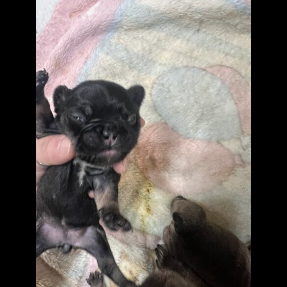 French Bulldog - Both