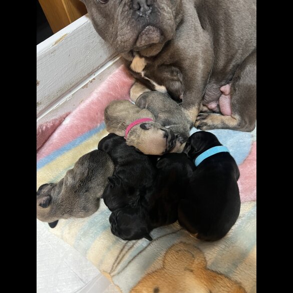 French Bulldog - Both