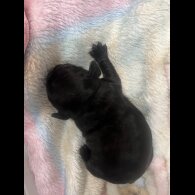 French Bulldog - Both