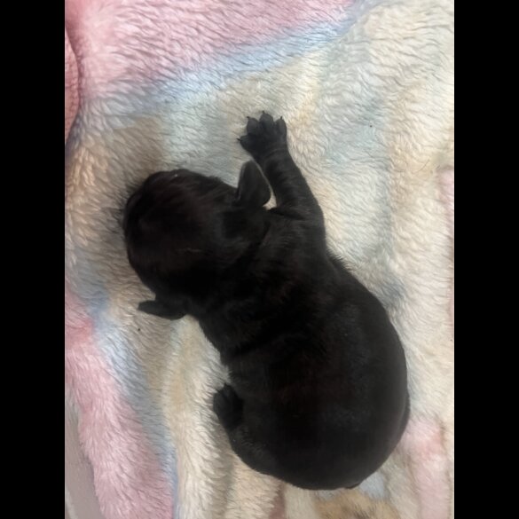 French Bulldog - Both