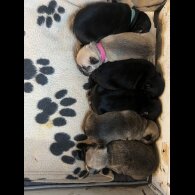 French Bulldog - Both