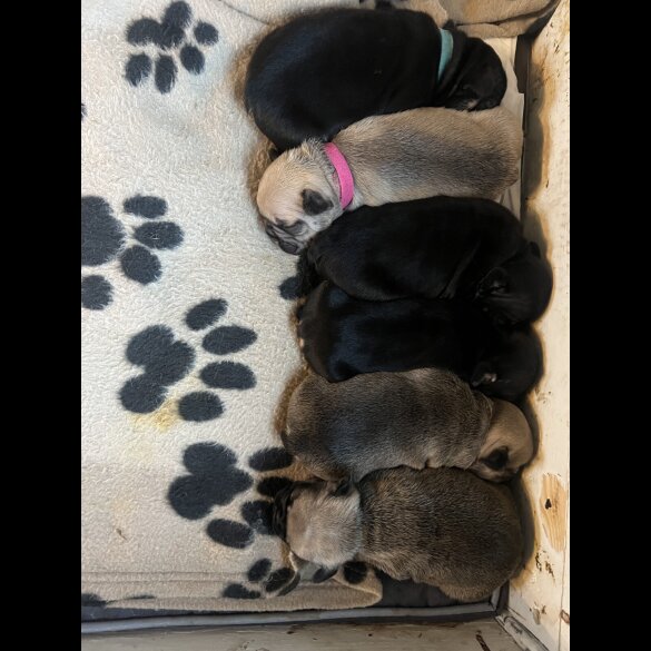 French Bulldog - Both
