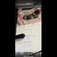 French Bulldog - Both