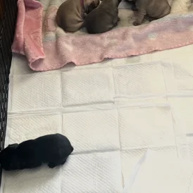 French Bulldog - Both