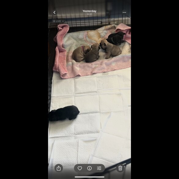 French Bulldog - Both