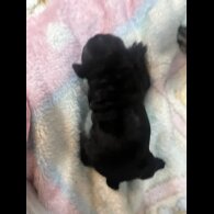 French Bulldog - Both