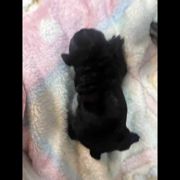 French Bulldog - Both