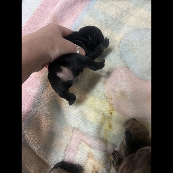 French Bulldog - Both