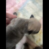 French Bulldog - Both