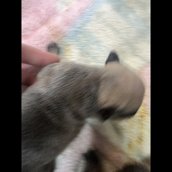 French Bulldog - Both