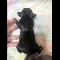 French Bulldog - Both