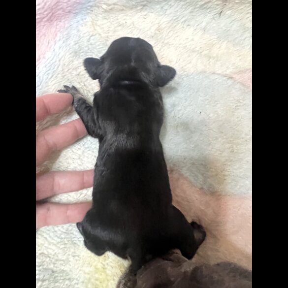 French Bulldog - Both