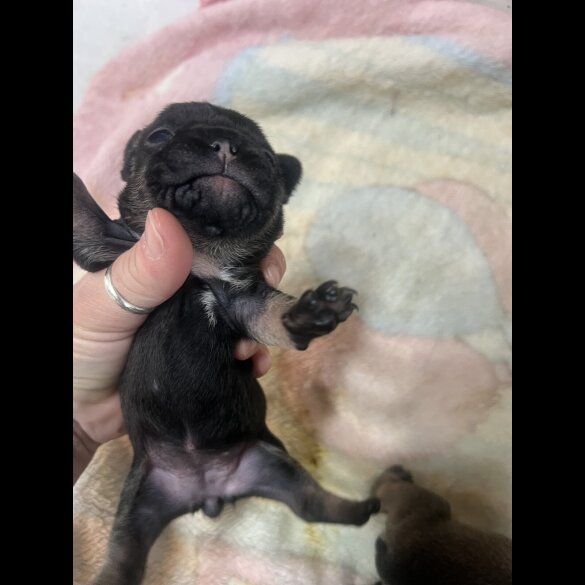 French Bulldog - Both