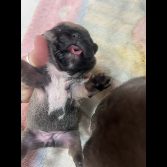 French Bulldog - Both