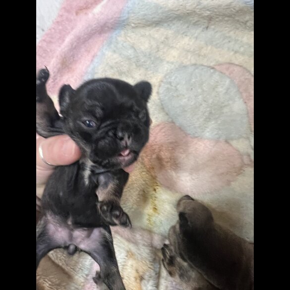 French Bulldog - Both