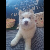 Alaskan Malamute - Both