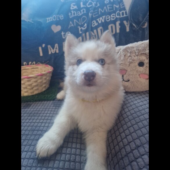 Alaskan Malamute - Both
