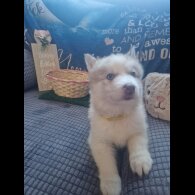 Alaskan Malamute - Both