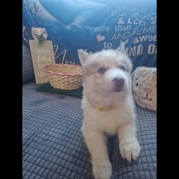 Alaskan Malamute - Both