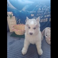 Alaskan Malamute - Both